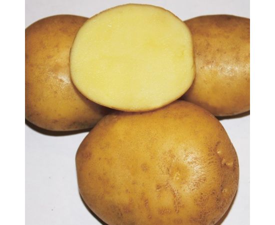 Картофель семенной МЕТЕОР 2 кг