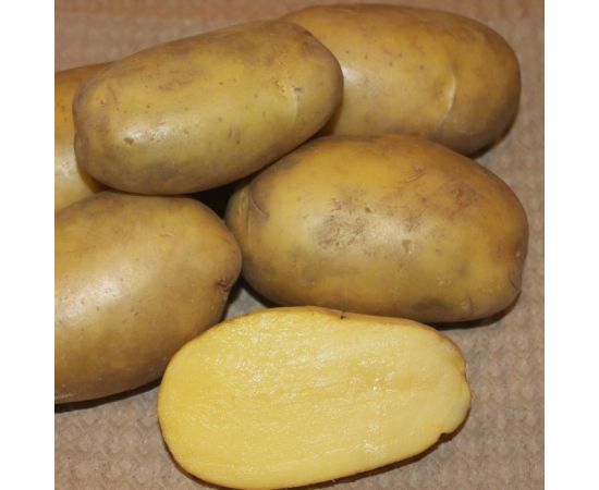 Картофель семенной ГУЛЛИВЕР 2 кг