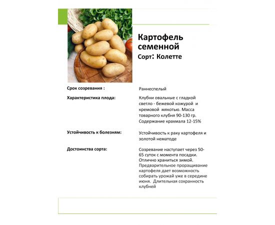 Картофель семенной КОЛЕТТЕ 2 кг