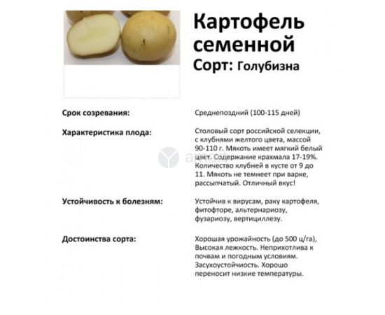 Картофель семенной ГОЛУБИЗНА 2кг РОССИЯ