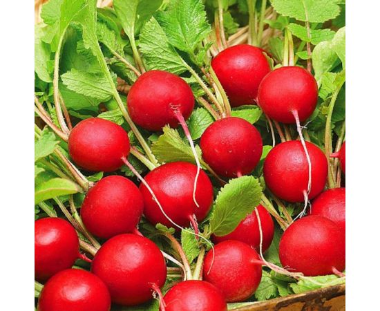 Семена Золотая Сотка Алтая Редис Заря 2г