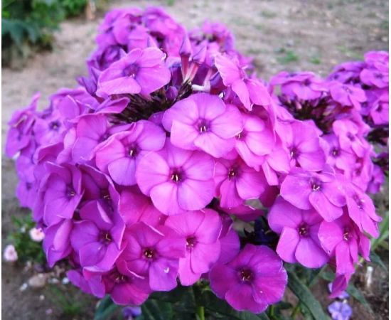 Многолетник ФЛОКС метельчатый Далила 1шт  3243-1