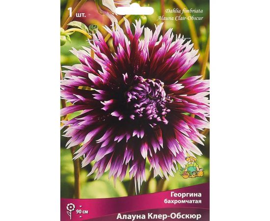 Многолетник Георгина бахромчатая Алауна Клэр Обскур 1шт/уп
