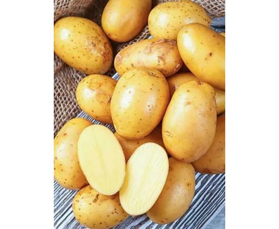Картофель семенной КОРОЛЕВА АННА 2 кг РОССИЯ