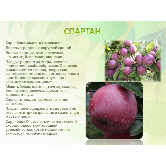 Яблоня в ассортименте 2 летка ЗКС, изображение 2