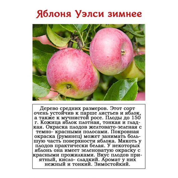 Яблоня в ассортименте 2 летка ЗКС, изображение 3