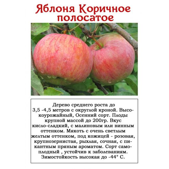 Яблоня в ассортименте 2 летка ЗКС, изображение 4