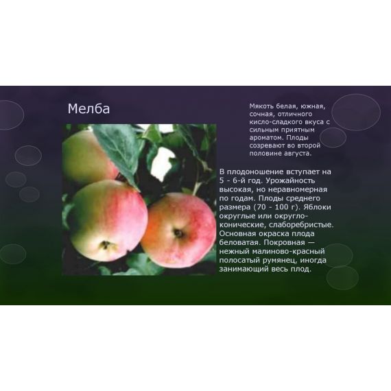 Яблоня в ассортименте 2 летка ЗКС, изображение 5