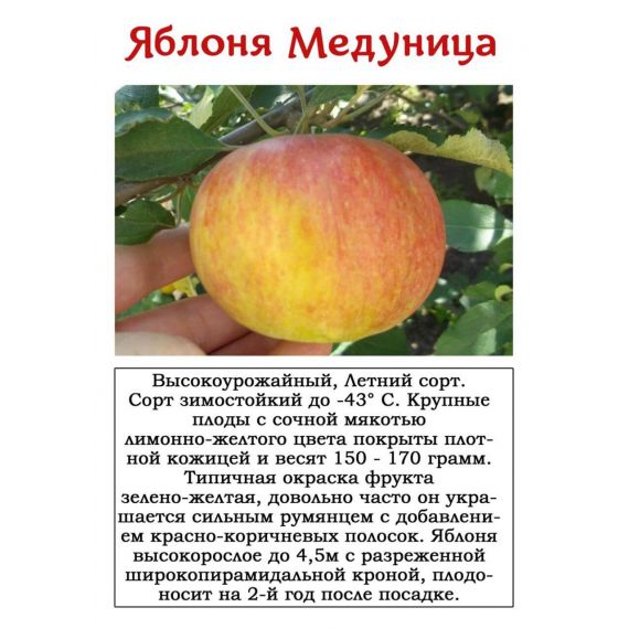 Яблоня в ассортименте 2 летка ЗКС, изображение 6