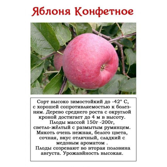 Яблоня в ассортименте 2 летка ЗКС, изображение 7