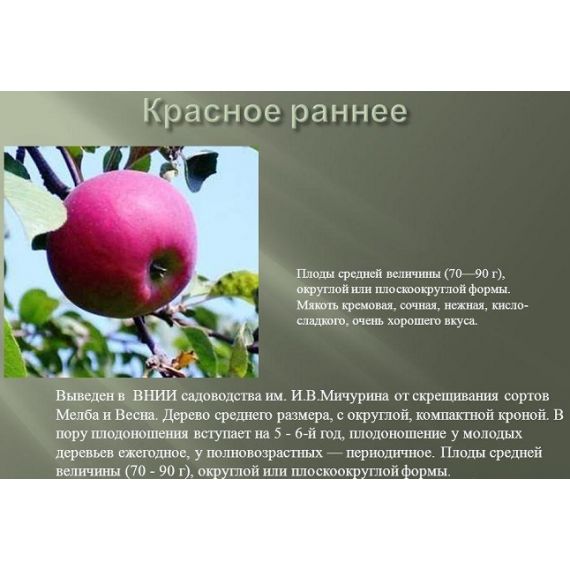 Яблоня в ассортименте 2 летка ЗКС, изображение 8