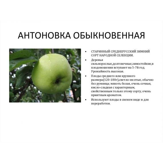 Яблоня в ассортименте 2 летка ЗКС, изображение 10