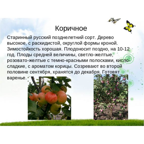 Яблоня в ассортименте 2 летка ЗКС, изображение 22