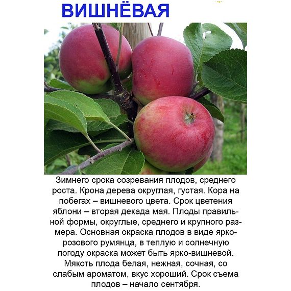 Яблоня в ассортименте 2 летка ЗКС, изображение 11