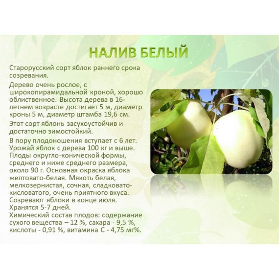 Яблоня в ассортименте 2 летка ЗКС, изображение 12