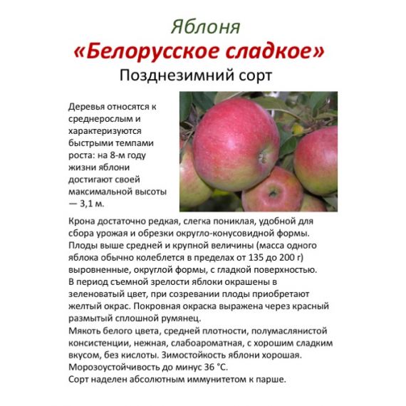 Яблоня в ассортименте 2 летка ЗКС, изображение 15