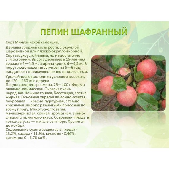 Яблоня в ассортименте 2 летка ЗКС, изображение 16