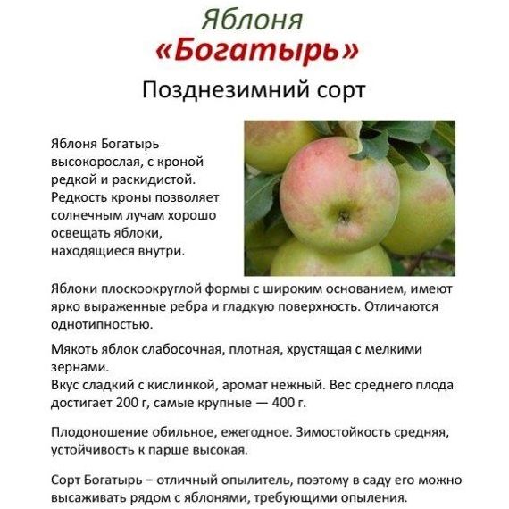 Яблоня в ассортименте 2 летка ЗКС, изображение 17