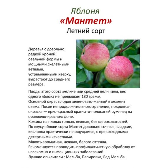 Яблоня в ассортименте 2 летка ЗКС, изображение 18