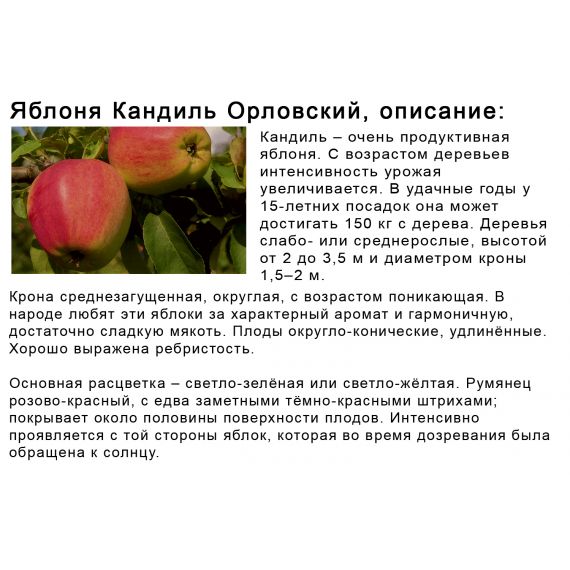 Яблоня в ассортименте 2 летка ЗКС, изображение 19