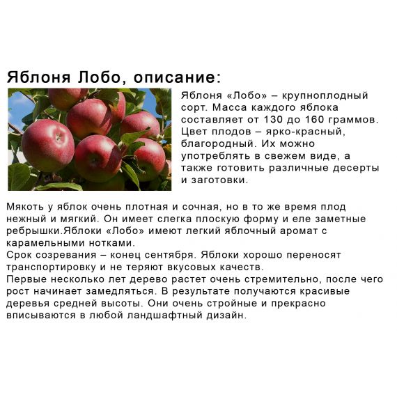 Яблоня в ассортименте 2 летка ЗКС, изображение 23