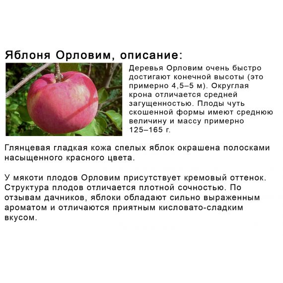 Яблоня в ассортименте 2 летка ЗКС, изображение 20