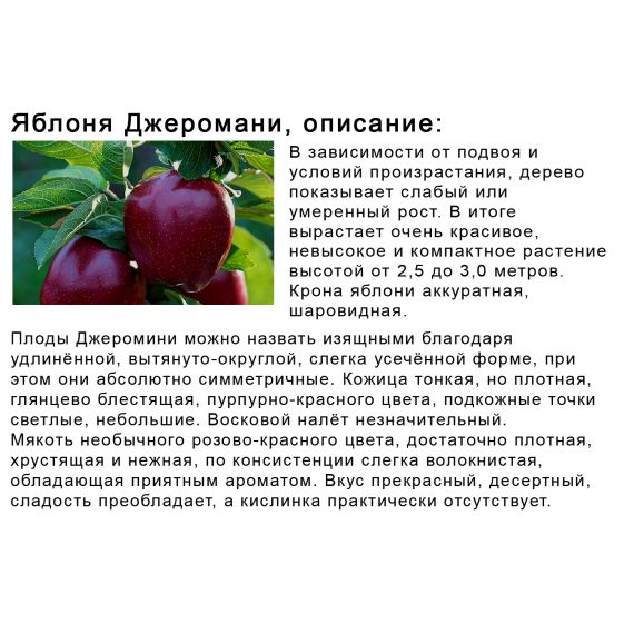 Яблоня в ассортименте 2 летка ЗКС, изображение 24