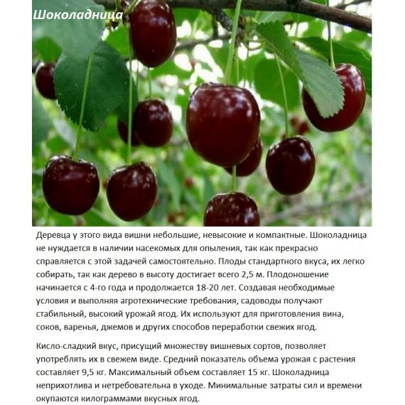 Вишня в ассортименте 2 летка ЗКС
