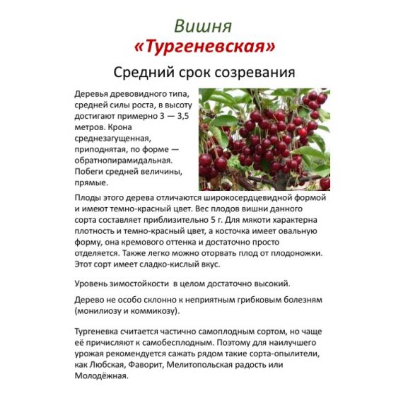 Вишня в ассортименте 2 летка ЗКС, изображение 2