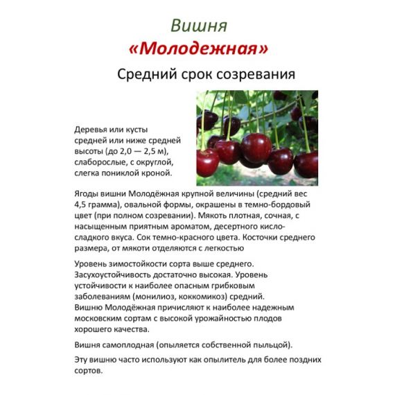 Вишня в ассортименте 2 летка ЗКС, изображение 3