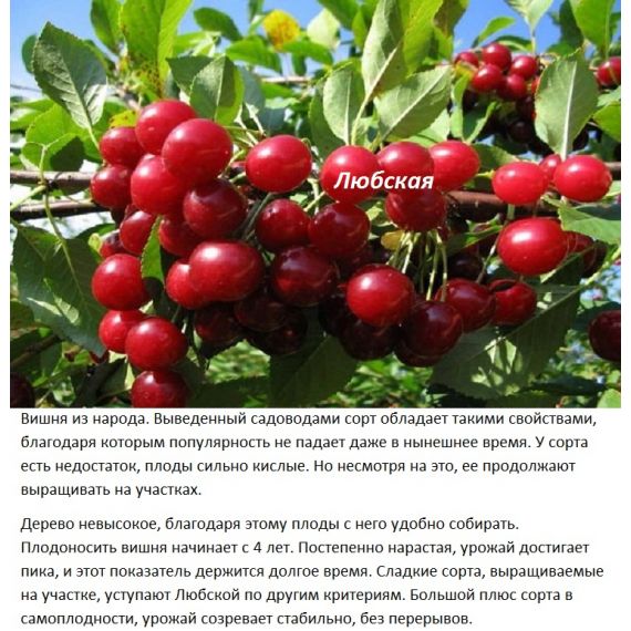 Вишня в ассортименте 2 летка ЗКС, изображение 4