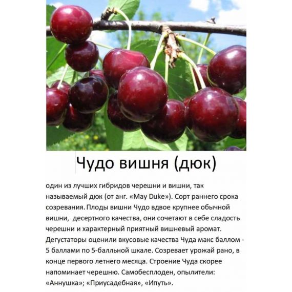Вишня в ассортименте 2 летка ЗКС, изображение 5