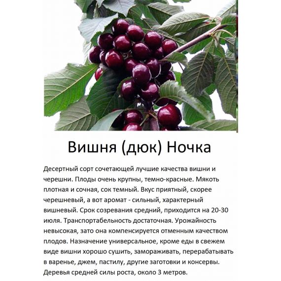 Вишня в ассортименте 2 летка ЗКС, изображение 9