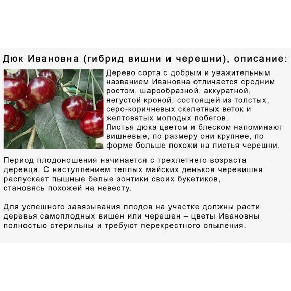 Вишня в ассортименте 2 летка ЗКС, изображение 7