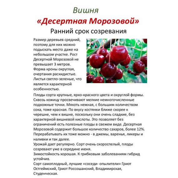 Вишня в ассортименте 2 летка ЗКС, изображение 6