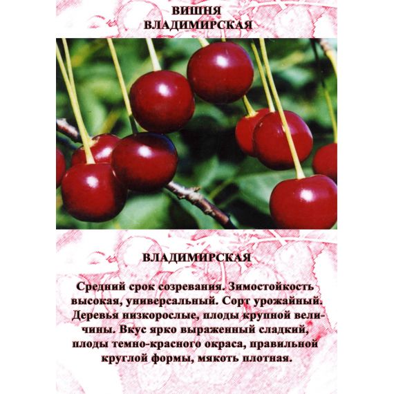 Вишня в ассортименте 2 летка ЗКС, изображение 8
