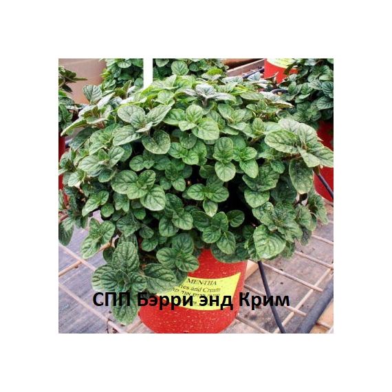 Мята 1шт, изображение 2 Мята 1шт, изображение 2