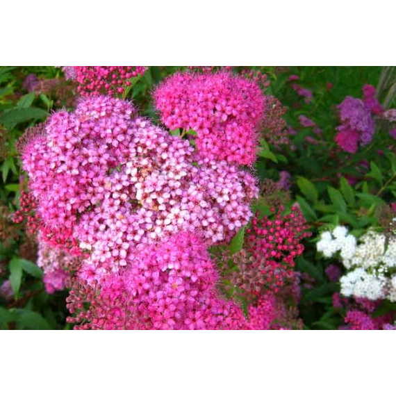 Спирея японская Macrophylla