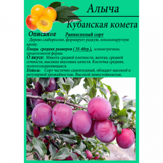 Алыча в ассортименте 2 летка ЗКС