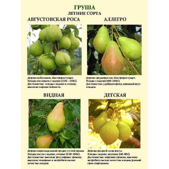 Груша в ассортименте 2 летка ЗКС, изображение 4