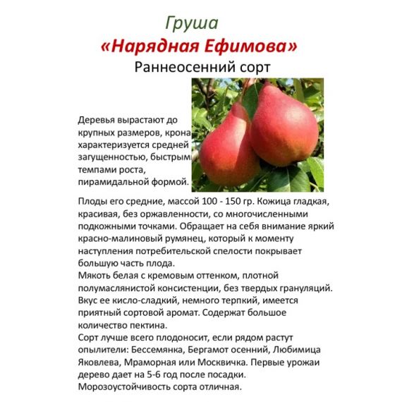 Груша в ассортименте 2 летка ЗКС, изображение 5