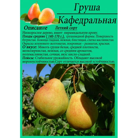 Груша в ассортименте 2 летка ЗКС, изображение 9