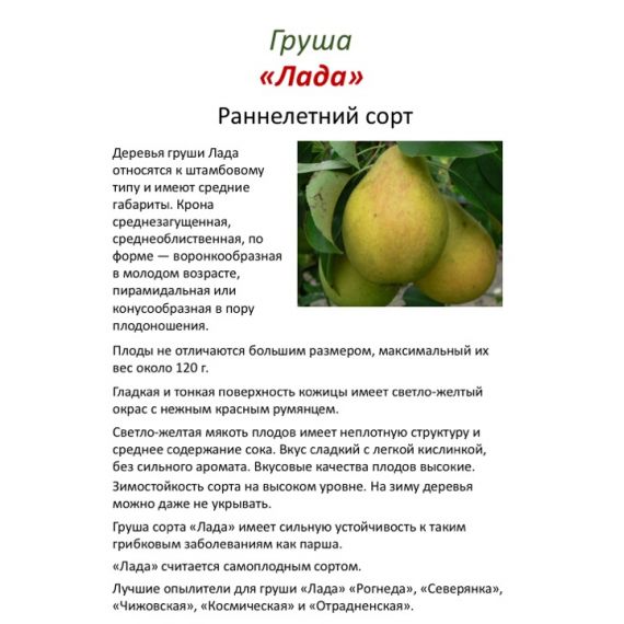 Груша в ассортименте 2 летка ЗКС, изображение 6