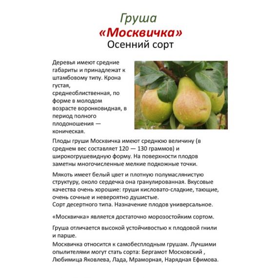 Груша в ассортименте 2 летка ЗКС, изображение 7