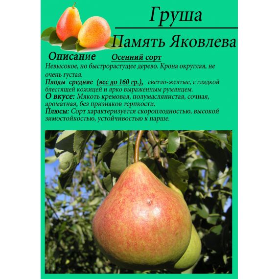 Груша в ассортименте 2 летка ЗКС, изображение 12