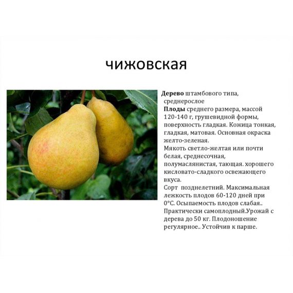 Груша в ассортименте 2 летка ЗКС, изображение 8