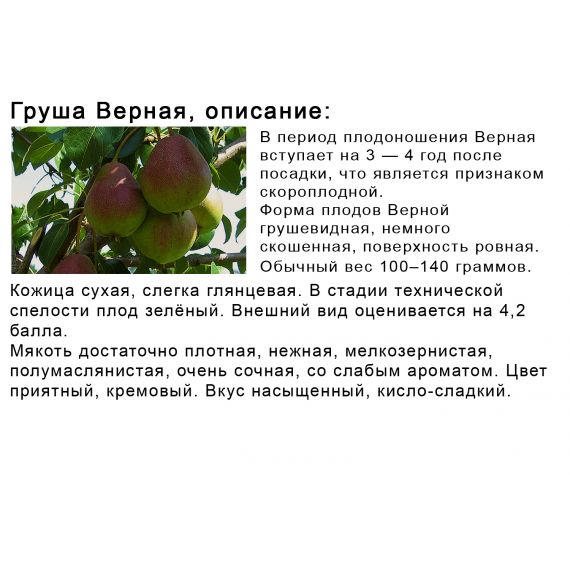Груша в ассортименте 2 летка ЗКС