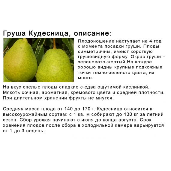 Груша в ассортименте 2 летка ЗКС, изображение 10
