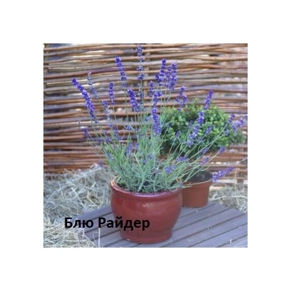 Лаванда 1шт, изображение 2