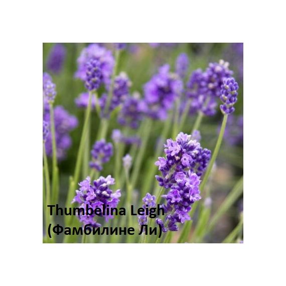 Лаванда 1шт, изображение 3